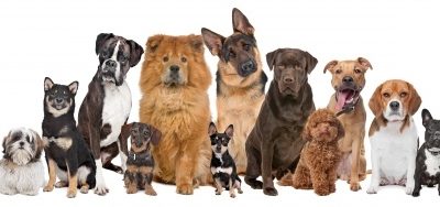 szia.sk - Kvíz: Mennyire ismered a kutyafajtákat?