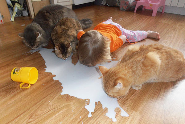 Cats-drinking-milk
