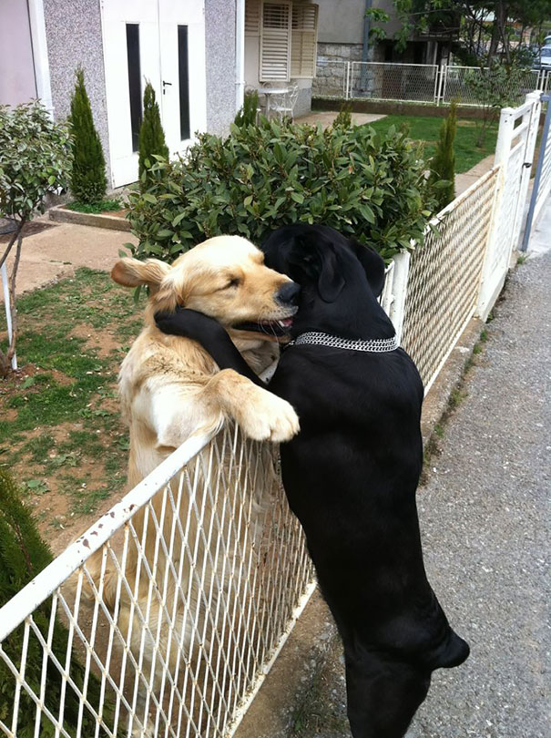 Dog-Hug
