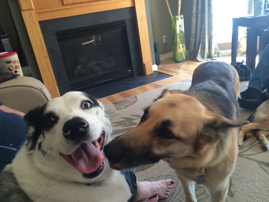 Doggy-Kisses-And-Smiles