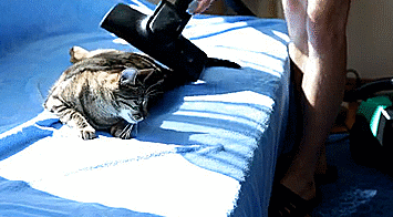 My-cat-Bobo-loves-being-vacuumed-1