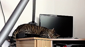 My-cat-Bobo-loves-being-vacuumed-3