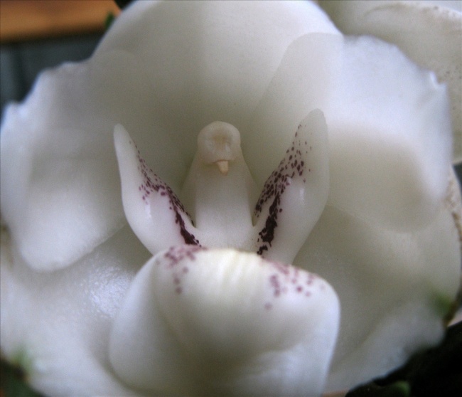 1132305-Dove-Orchid-Or-Holy-Ghost-Orchid-Peristeria-Elata-650-702580d520-1484647157
