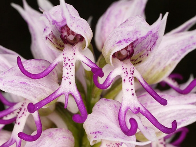 1132605-Naked-Man-Orchid-Orchis-Italica-650-72025a2c4d-1484647157
