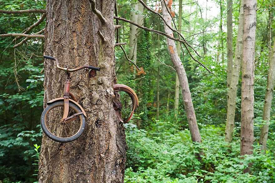 A fával együtt nőtt a bicikli is. Washington, Vashon Island