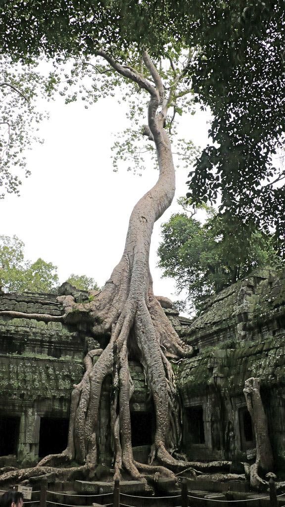 Tomb-Raider-Tree-at-Ta-Prohm-ancient-Angkor-Wat-Temple-Cambodi