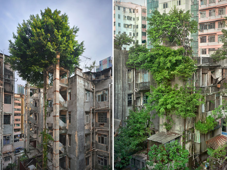 A fák legyőzték a betont - Hong Kong