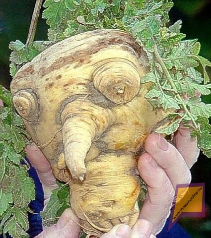 funny-vegetables-1_425x480 (Small)