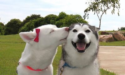 szia.sk - Kutya barátság – megmelengeti a szíved!