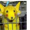 szia.sk - Új dimenzió: igazi Pikachu kapható az egyik szlovákiai internetes bazárban