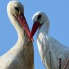szia.sk - Gólyaszerelem: Ez a gólya 15 éve mindig visszatér sérült párjához