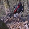szia.sk - Megérkezett Tóbiás, a fekete gólya a magyarországi Gemencbe
