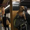 szia.sk - Kutyák a táskában – 15 találékony New York-i gazdi
