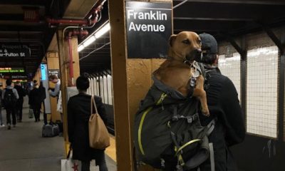 szia.sk - Kutyák a táskában – 15 találékony New York-i gazdi