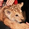 szia.sk - A vadonban már kihalt berber oroszlán született egy cseh állatkertben